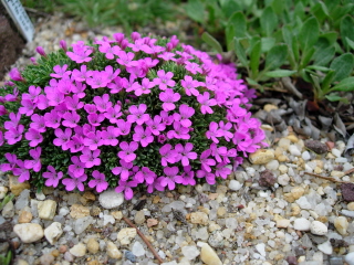 Dianthus myrtinervis ssp caespitosus, photo by Mike Slater