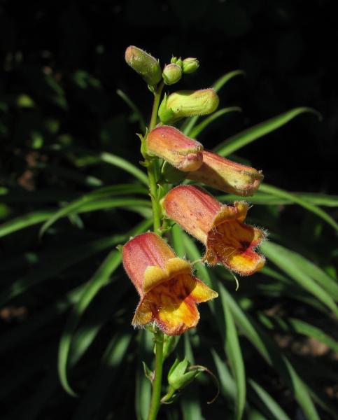 Digitalis obscura