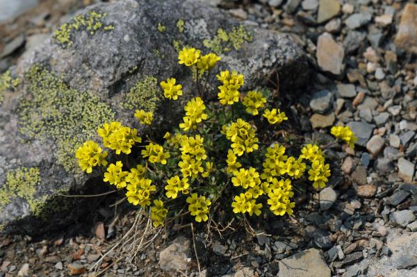 Draba incerta