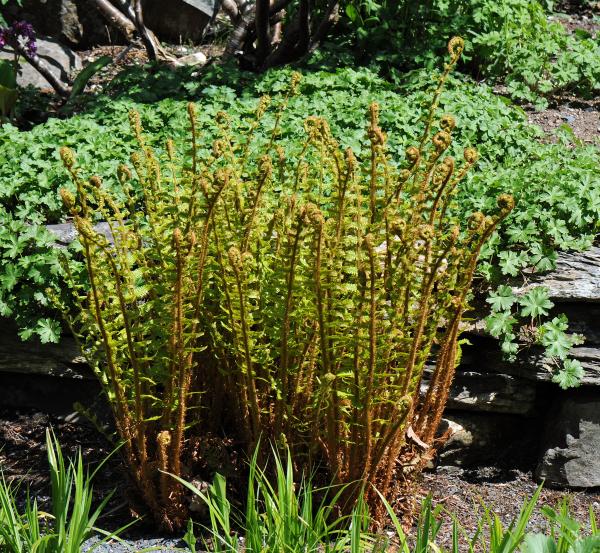 Dryopteris affinis