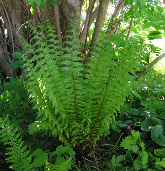 Dryopteris lacera