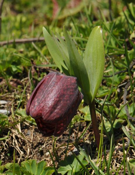 Fritillaria latifolia, in the wilds of the Greater Caucasus