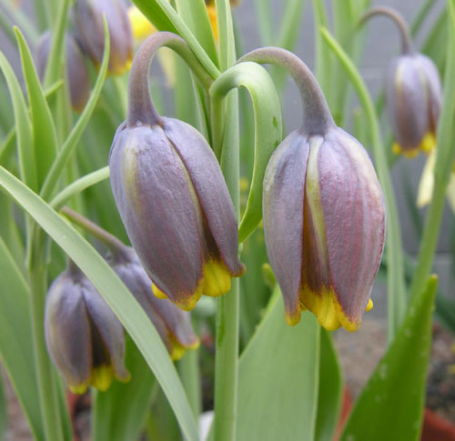 is actually Fritillaria uva-vulpis