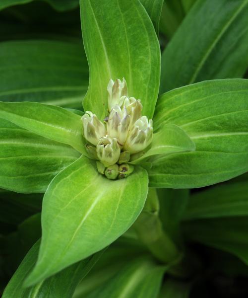 Gentiana tibetica; photo by Todd Boland