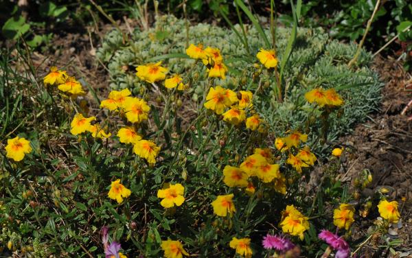 Helianthemum 'Ben Fhada'