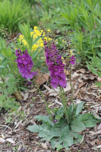 Verbascum atroviolaceum, a dwarf species; Calgary, AB.