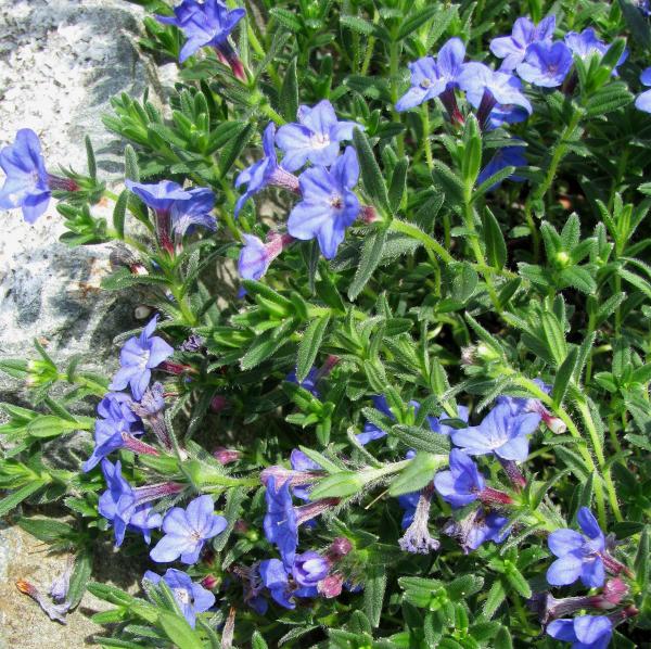 Lithodora diffusa 'Grace Ward'