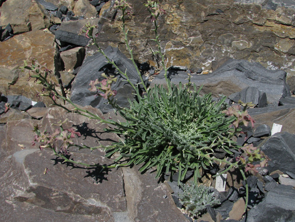 Matthiola trojana