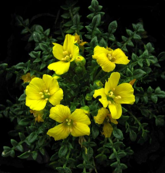 Morisia monanthos