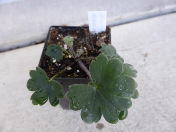 Aconitum rotundifolium seedling.