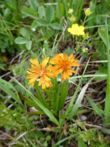 Agoseris aurantiaca; Banff National Park, AB.