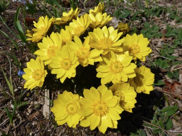 Adonis vernalis; Calgary, AB.