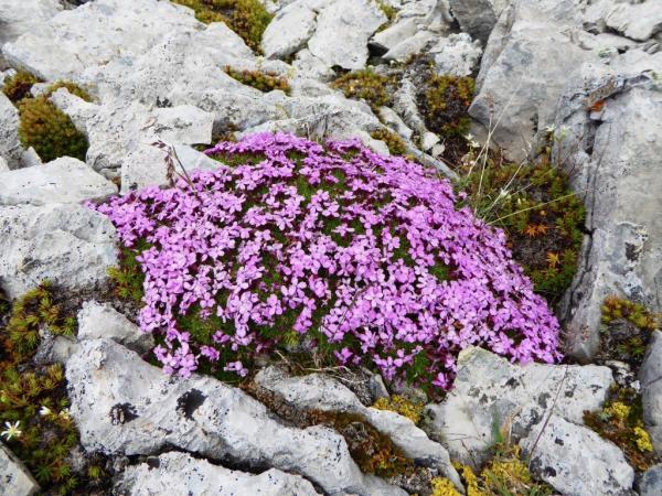 In the wild, Alberta Rockies.