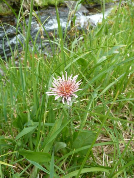 Agoseris lackschewitzii; Banff National Park, AB.