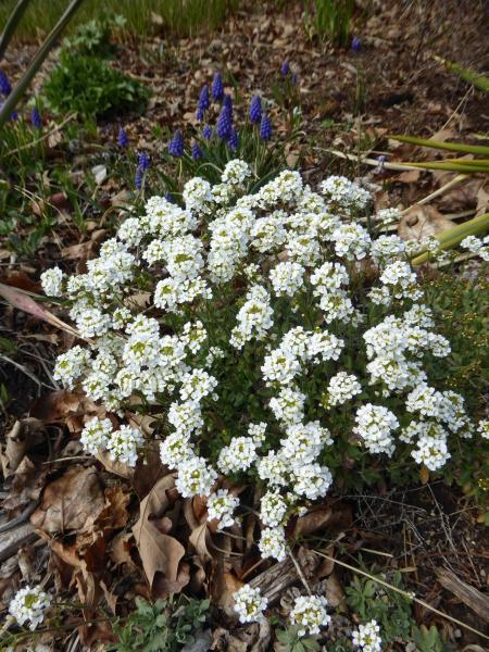 Schivereckia podolica | North American Rock Garden Society