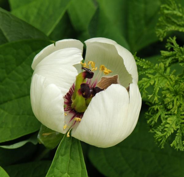 Paeonia japonica