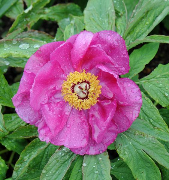 Paeonia officinalis 'Mollis'