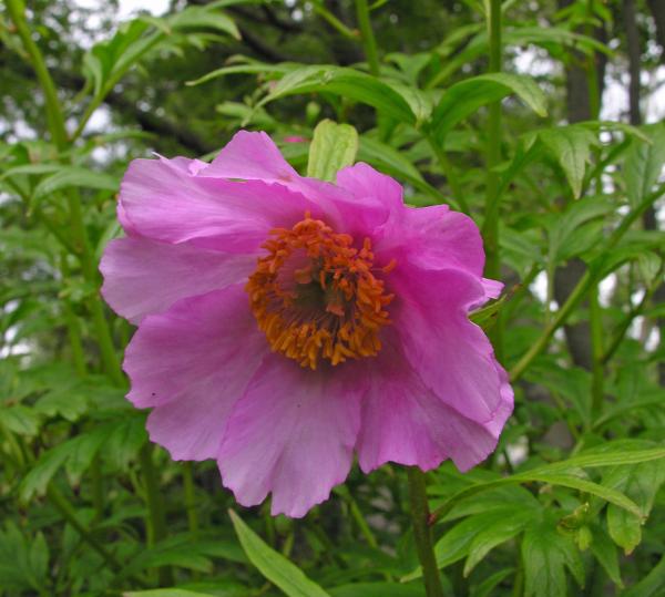 Paeonia veitchii