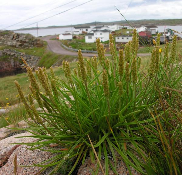 Plantago maritima