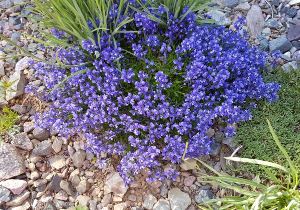 Polygala calcarea