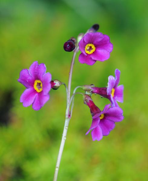 Primula poissonii