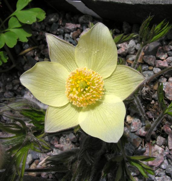 Pulsatilla patens subsp. flavescens; photo by Todd Boland