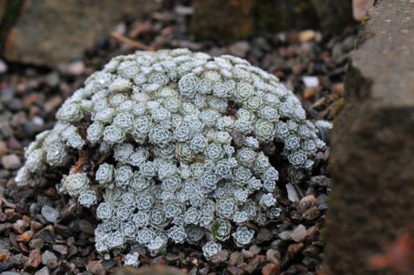 Raoulia loganii