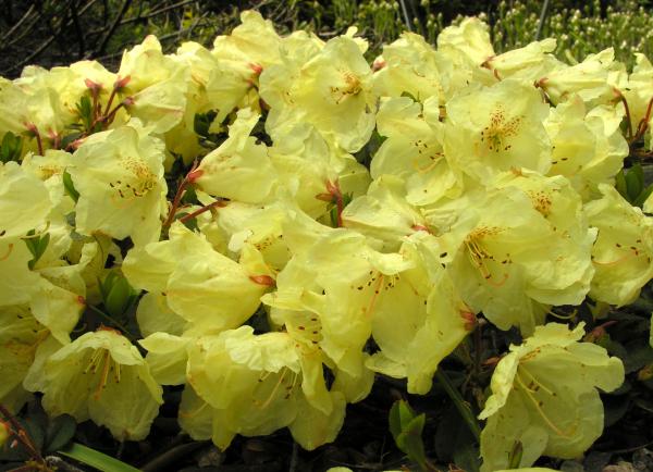 Rhododendron 'Wren'