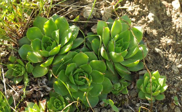 Sempervivum caucasicum, near Tblisi, Georgia