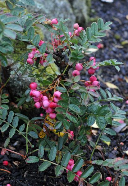 Sorbus reducta