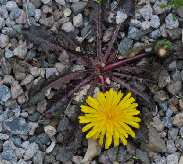 Taraxacum rubrifolium