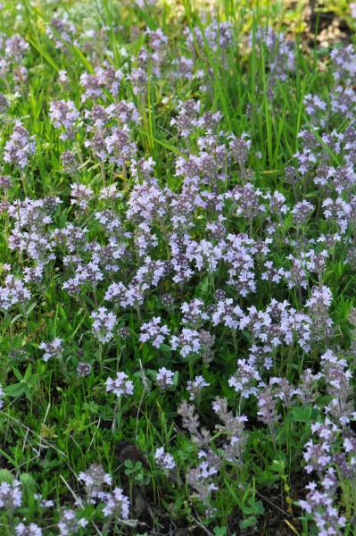 Thymus tiflisiensis