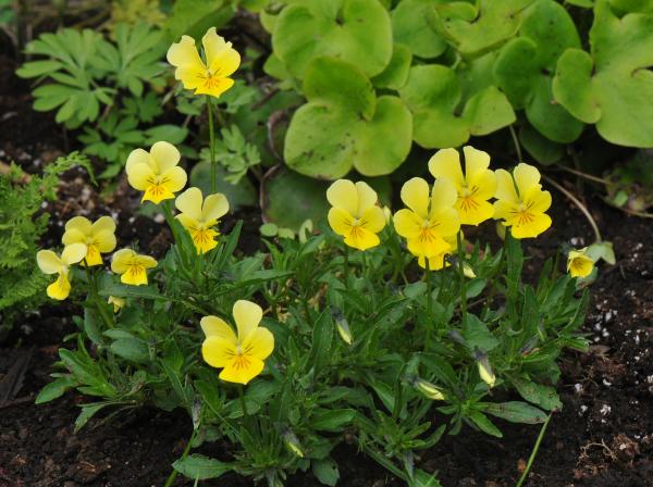 Viola lutea