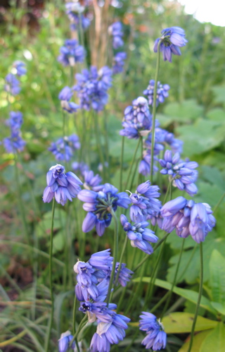 Allium sikkimense; Calgary, AB.