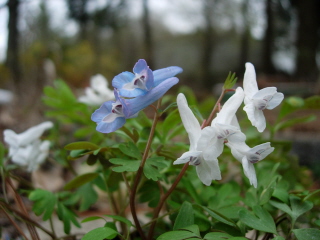 Corydalis ornata seedlings, photo by Mike Slater