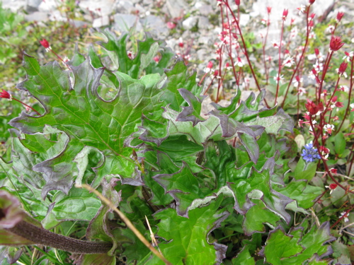 Petasites nivalis subsp. vitifolius