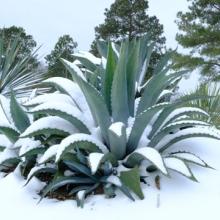 Agave x amourifolia