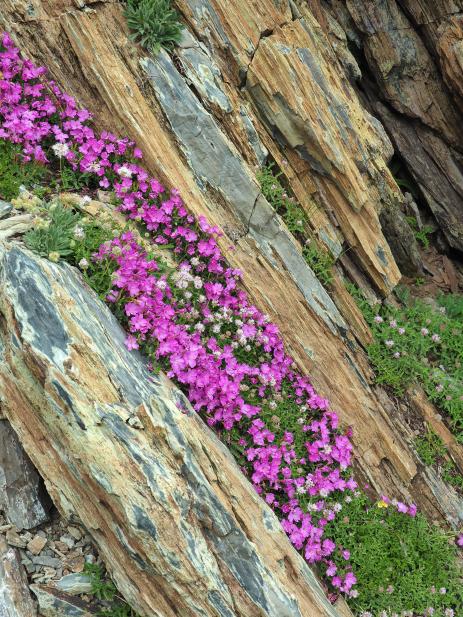 Natural crevice garden in the Upper Virginia Canyon.