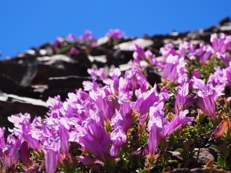 Penstemon davidsonii just past peak bloom on Kuna Peak.