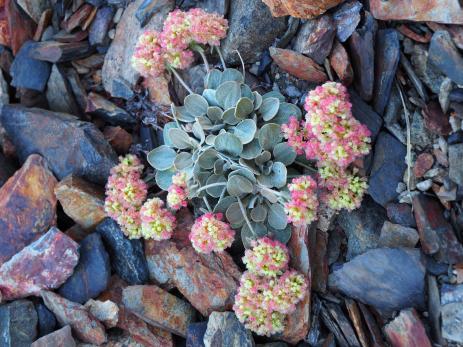 Lobb’s buckwheat (Eriogonum lobbii)