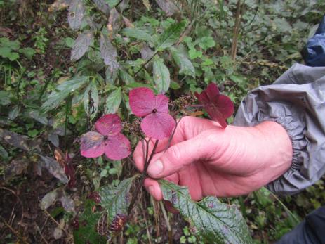 Hydrangea aspera with dark sterile florets