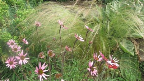 Echinacea tennesseensis in front of Nassella tenuissima.