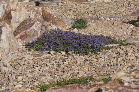 Veronica liwanensis 