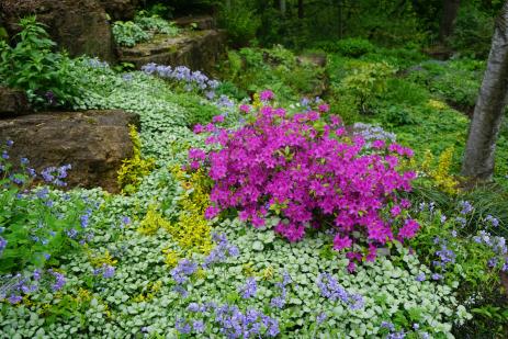 Rhododendron ‘Karen’s’ in a woodland rock garden.