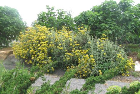 Phlomis fruticosa blooms in front of a fig.