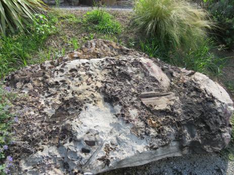 A fossil-covered boulder.