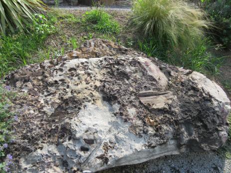 A fossil-covered boulder.