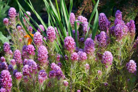 Castilleja exserta in the author’s garden