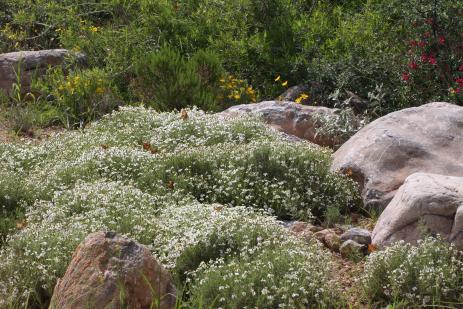 Zinnia acerosa