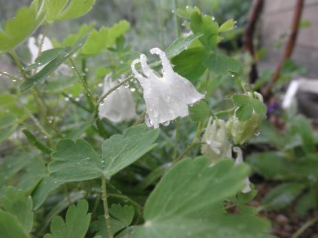 Aquilegia laramiensis in cultivation